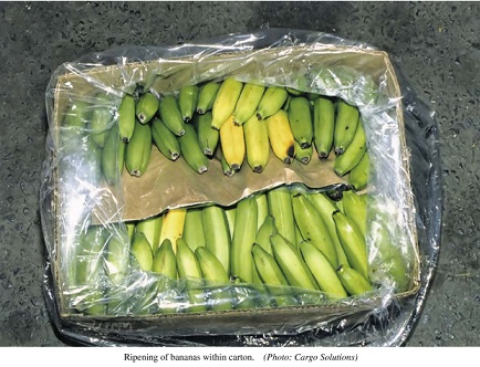 Ripening of bananas within cartons